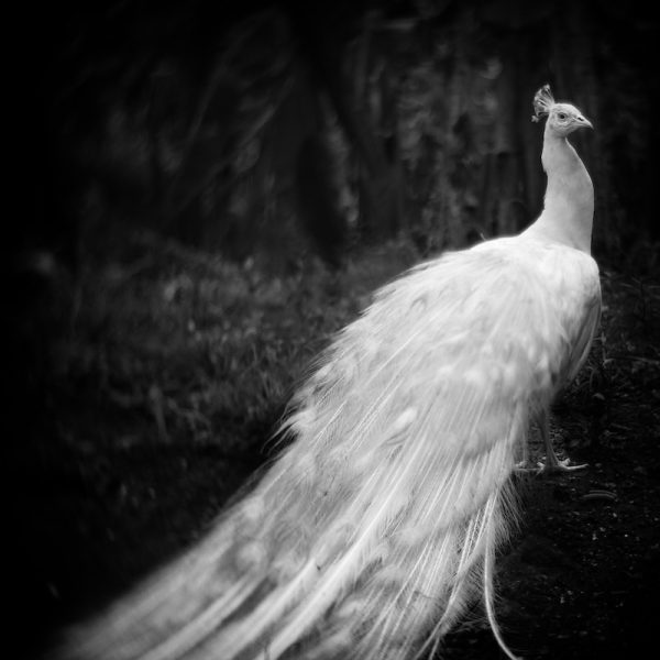 White Peacock<br /><small>by Anne Barry</small><br />$2,400